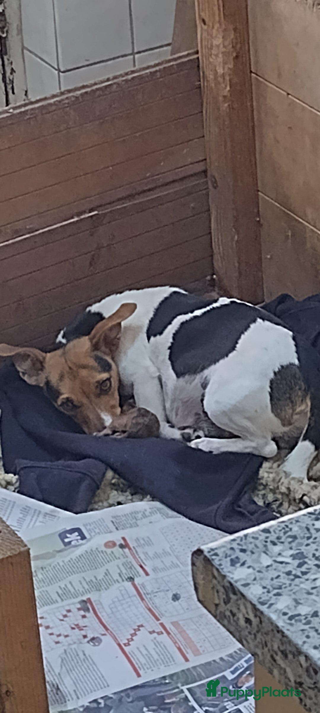Kruising honden te koop: Jack Russell terriër kruising met pomeriaan reu in Eemnes - Afbeelding 18