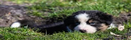 Australian Shepherd honden te koop: Super gesocialiseerde Australische herder pups - Advertentie 4