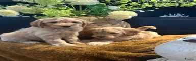Australian Labradoodle Puppy 7
