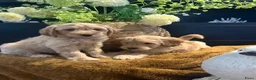 Australian Labradoodle honden te koop: 2 prachtige Australian Labradoodle teefjes - Advertentie 3