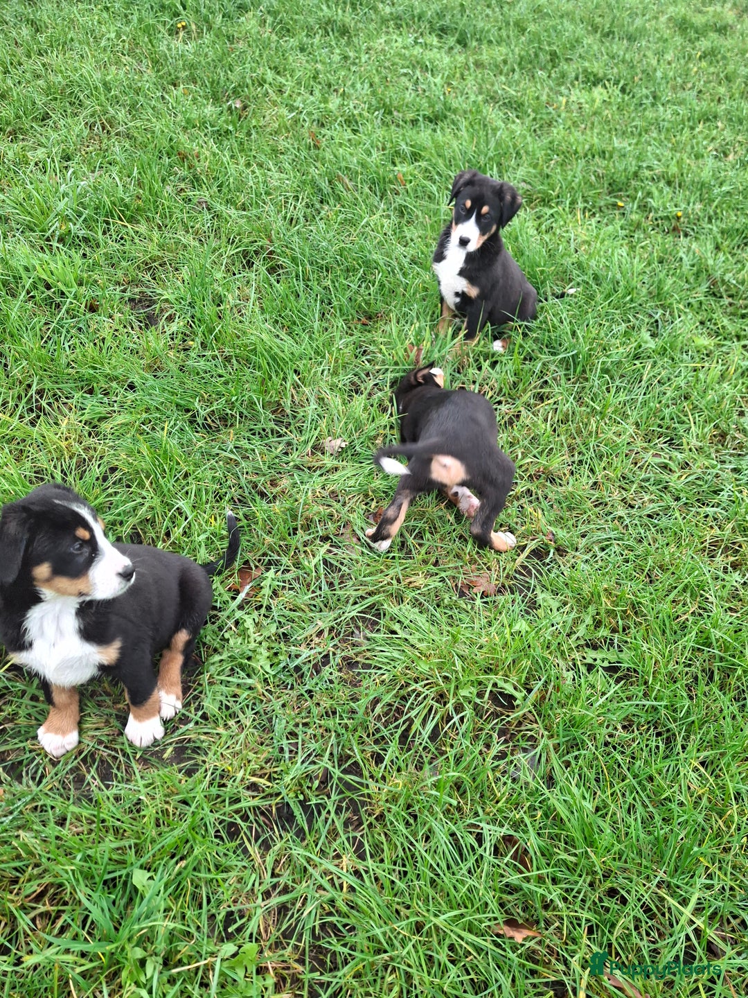 Grote Zwitserse Sennenhond honden te koop: Grote zwitserse sennen pups - Advertentie 9