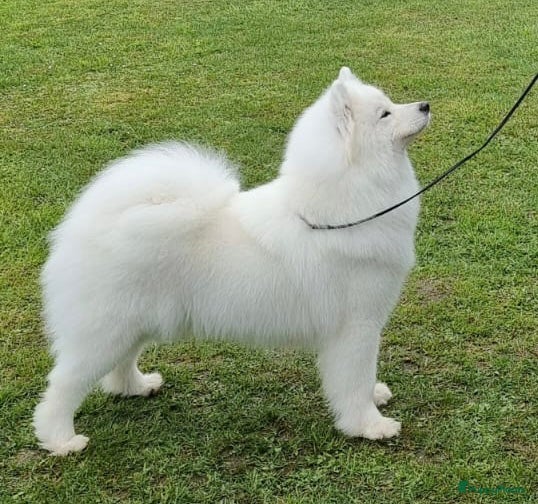 Samojeed honden Prachtige samojeden pups  - Advertentie 1