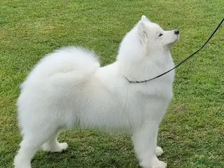 Samojeed honden Prachtige samojeden pups - Advertentie 1