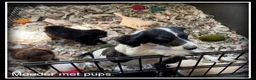 Kruising honden te koop: Boompoo pups. Boomer x Poedel - Advertentie 9