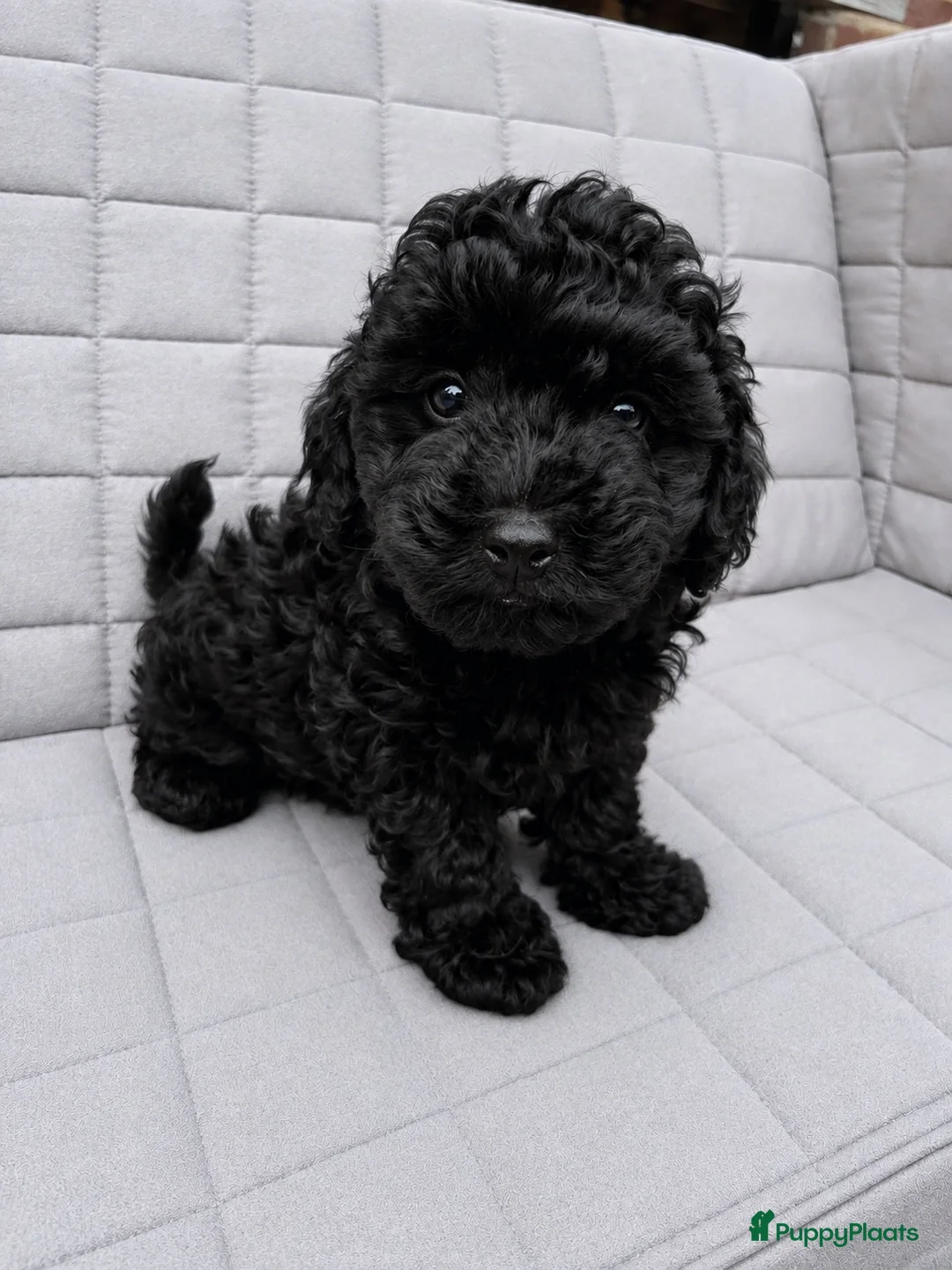 Maltipoo honden te koop: Lieve kleine maltipoo zoeken een huisje!  - Advertentie 18