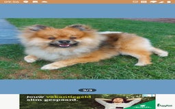 Pomsky honden te koop: Pomeriaan x Yorkshire Terriër  - Afbeelding 8