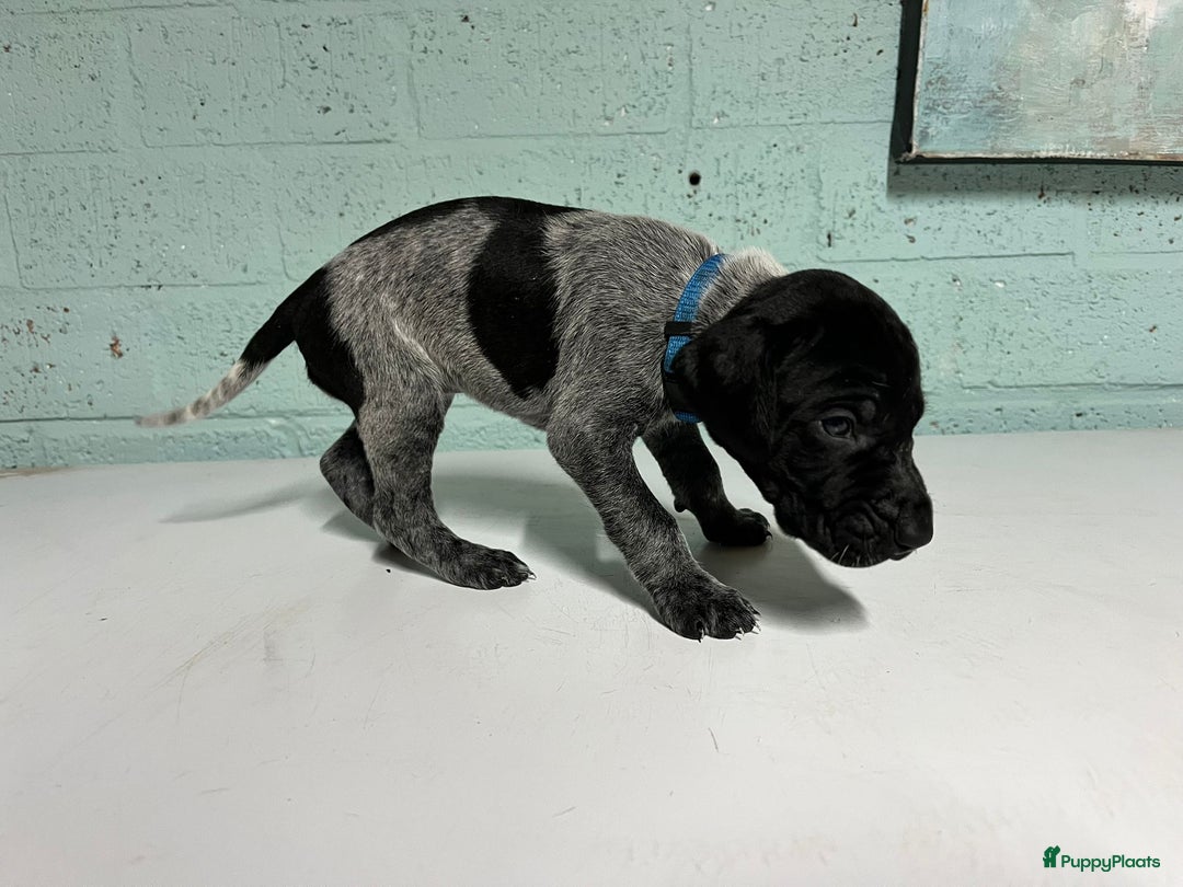 Duitse Staande Hond Korthaar honden te koop: Duitse Staande Korthaar puppy's met stamboom - Advertentie 5