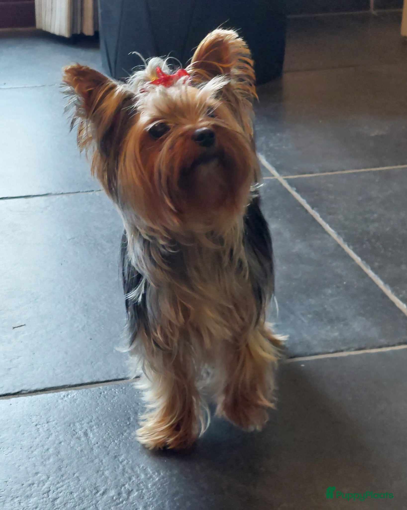 Yorkshire Terriër honden Nestje Yorkshire Terriër geboren op 18 mei. - Advertentie 1