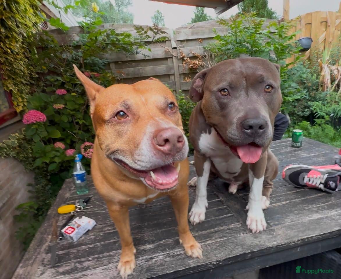 Kruising honden 5 puppers Red Nose Pitbull/American Bully - Advertentie 4