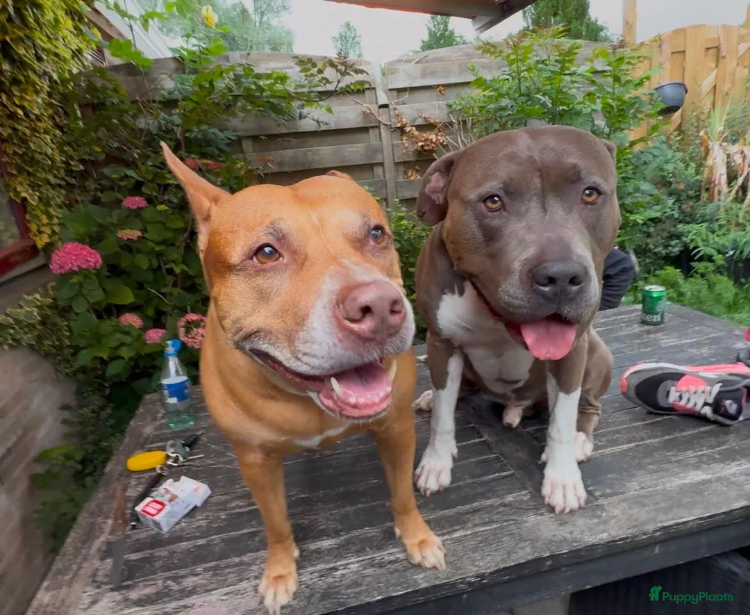 Kruising honden te koop: 5 puppers Red Nose Pitbull/American Bully - Advertentie 1