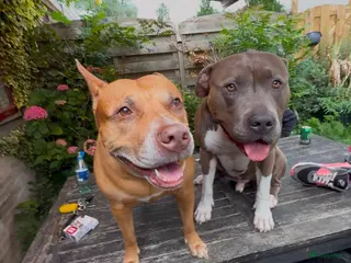 Kruising honden 5 puppers Red Nose Pitbull/American Bully - Advertentie 5