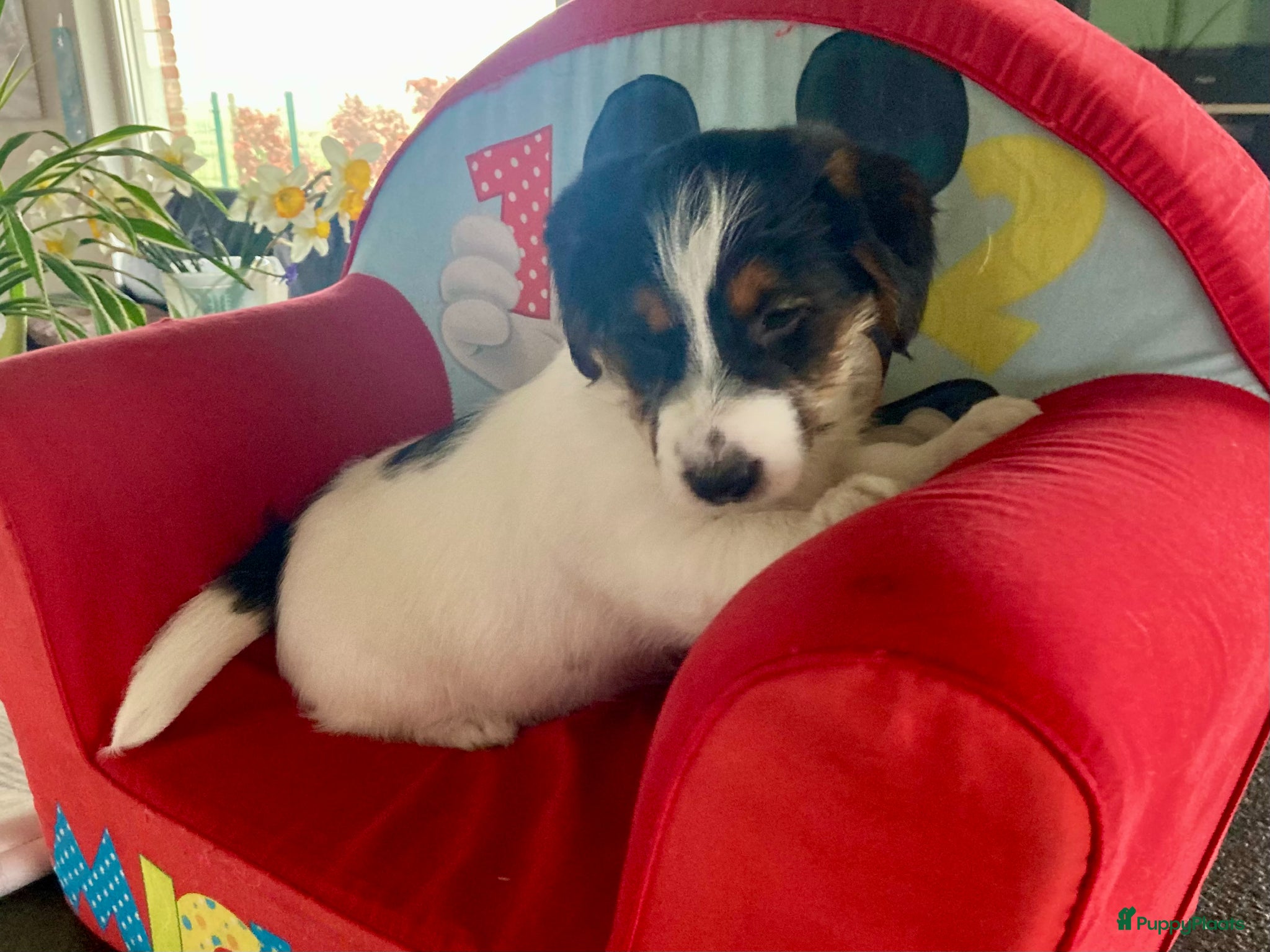 Jack Russel Terriër honden Ruwharige jack russellpups - Advertentie 11