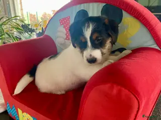 Jack Russel Terriër honden Ruwharige jack russellpups - Advertentie 11