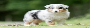 Australian Shepherd 4