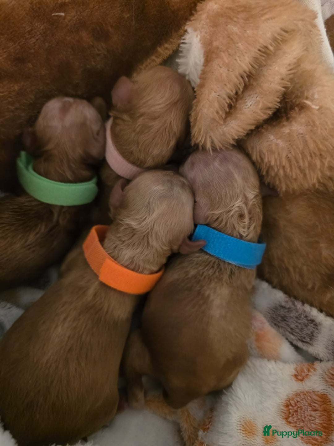 Dwergpoedel honden te koop: Xenna drachtig van 5 puppy's  - Advertentie 4