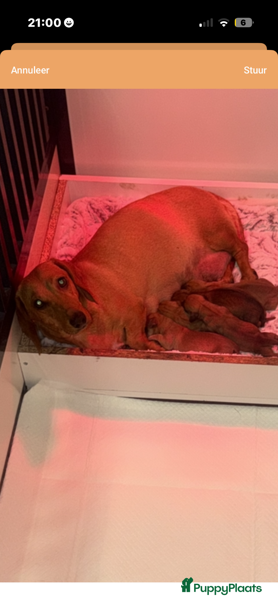 Kruising honden te koop: Teckel pups 3 reutjes en 1 teefje mogen verhuize  - Advertentie 5