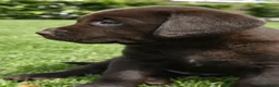 Labrador Retriever honden te koop: Chocolade bruine labrador pups met stamboom ! - Advertentie 33