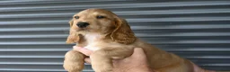 Engelse Cocker Spaniel honden te koop: Engelse Cocker Spaniel pups - Advertentie 14