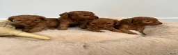 Poedel Toy honden te koop: Vrolijke rode Toy Poedel pups. - Advertentie 9
