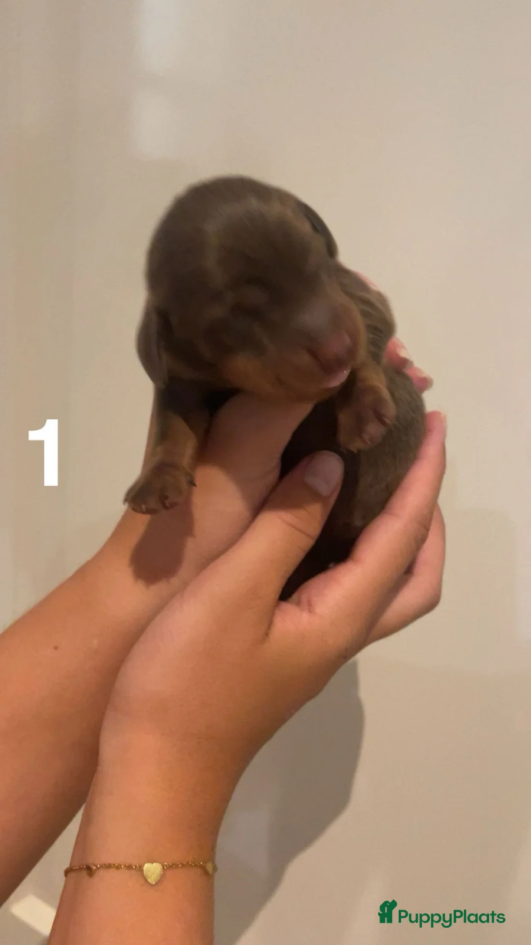 Teckel (korthaar)  honden te koop: Dwergteckels korthaar - pups....  - Advertentie 11