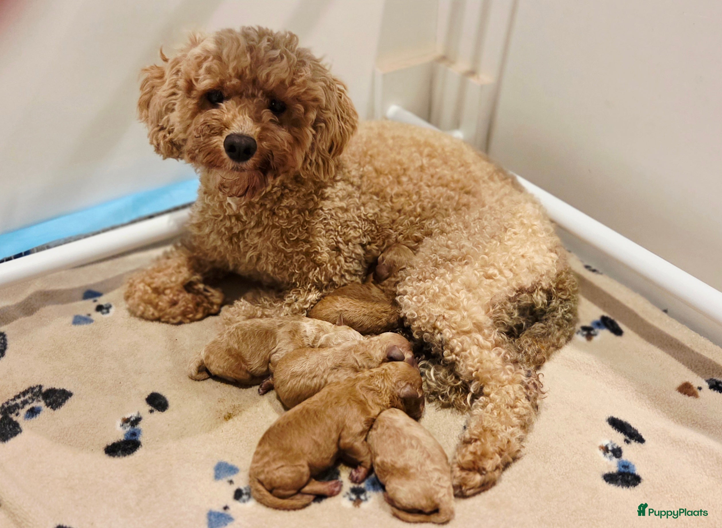 Poedel Toy honden Toy poedels  - Advertentie 11