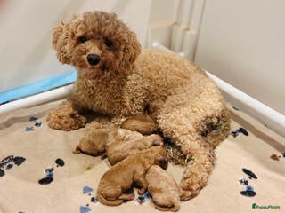 Poedel Toy honden Toy poedels - Advertentie 14