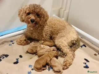 Poedel Toy honden Toy poedels - Advertentie 11