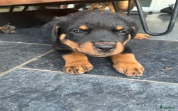 Rottweiler honden te koop: Nog 3 super lieve rottweiler reutjes. - Afbeelding 35