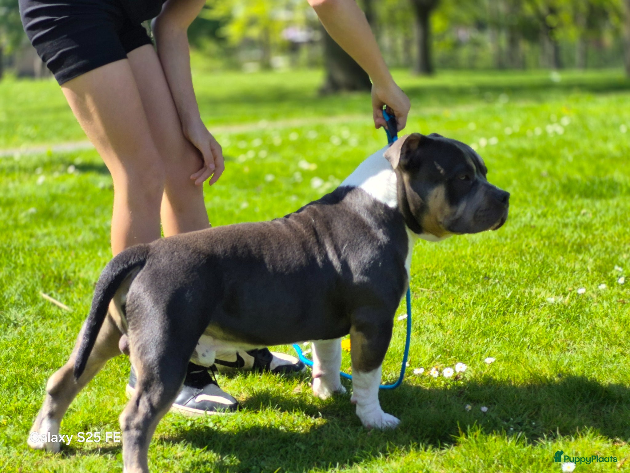 Amerikaanse Bully honden American bully pocket - Advertentie 11