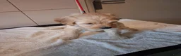 Labradoodle honden te koop: mooie pups labradoodles  3 reutjes - Advertentie 9