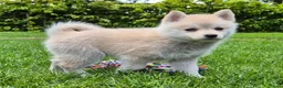 Kruising honden te koop: Pomsky x shiba inu (1/4) pups - Advertentie 6
