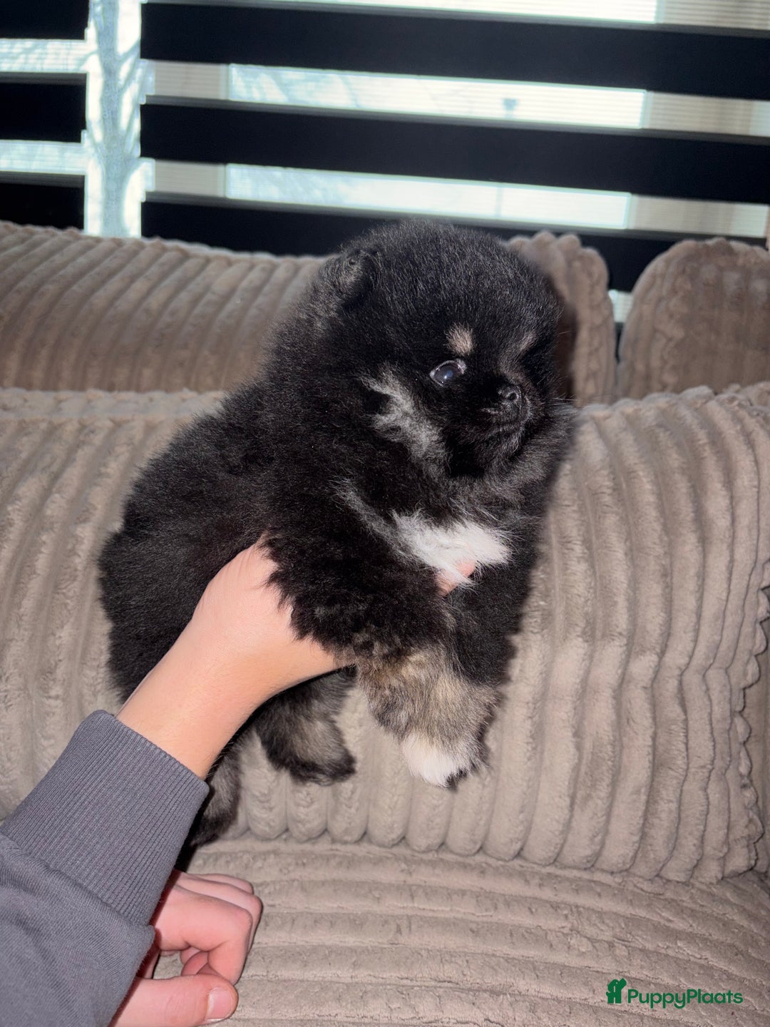 Pomeriaan honden te koop: Pomeriaan pup - Advertentie 1