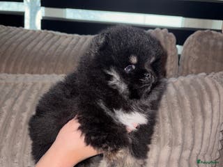Pomeriaan honden Pomeriaan pup - Advertentie 4