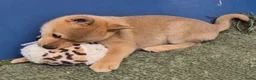 Kruising honden te koop: Shiba inu pups 8 weken (kwart pomeriaan) - Advertentie 4