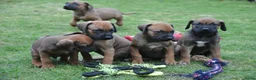 Rhodesian Ridgeback honden te koop: Prachtige Rhodesian Ridgeback pups met stamboom - Advertentie 1