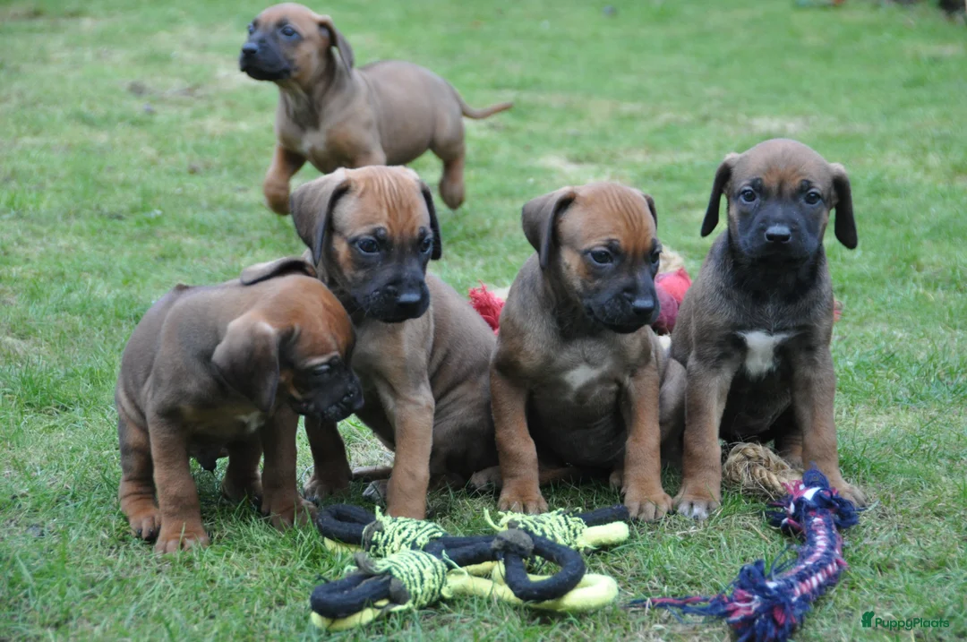 Rhodesian Ridgeback honden te koop: Prachtige Rhodesian Ridgeback pups met stamboom - Advertentie 1