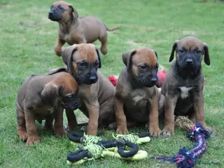 Rhodesian Ridgeback honden Prachtige Rhodesian Ridgeback pups met stamboom - Advertentie 5