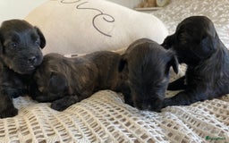 Havanezer honden te koop: Prachtige havanezer meisjes in Lelystad - Afbeelding 5