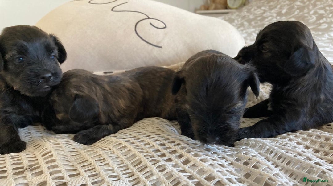 Havanezer honden te koop: Prachtige havanezer meisjes in Lelystad - Afbeelding 5