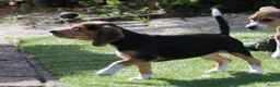 Beagle honden te koop: beagle pups  - Advertentie 10