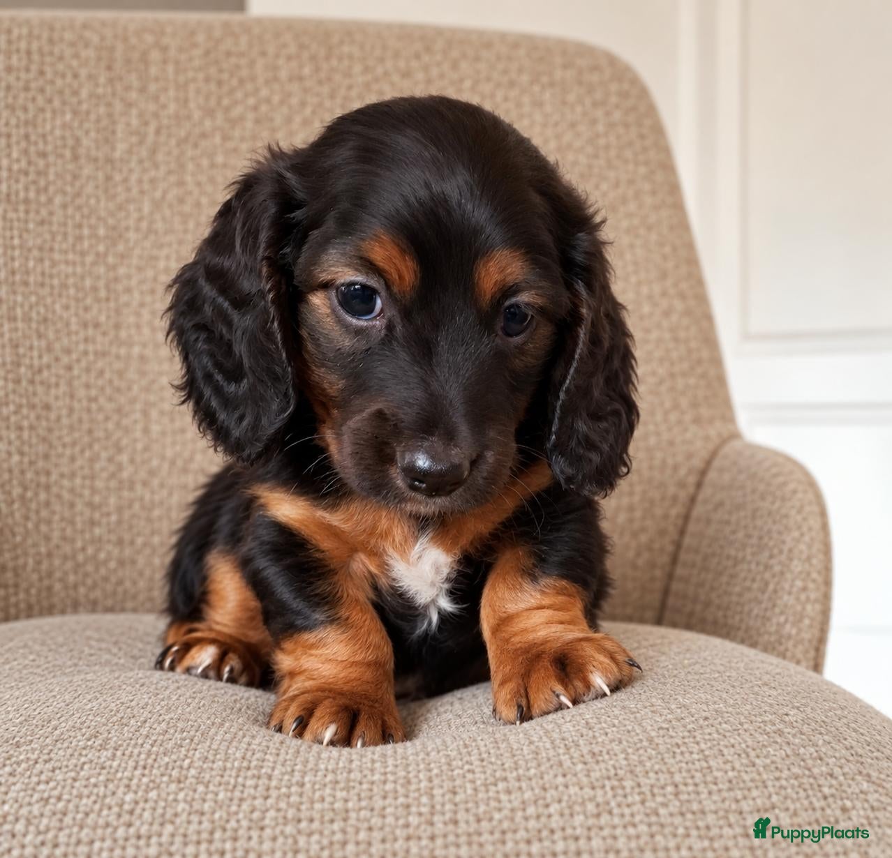 Teckel (langhaar) honden Prachtige Black en Tan pups - Advertentie 2