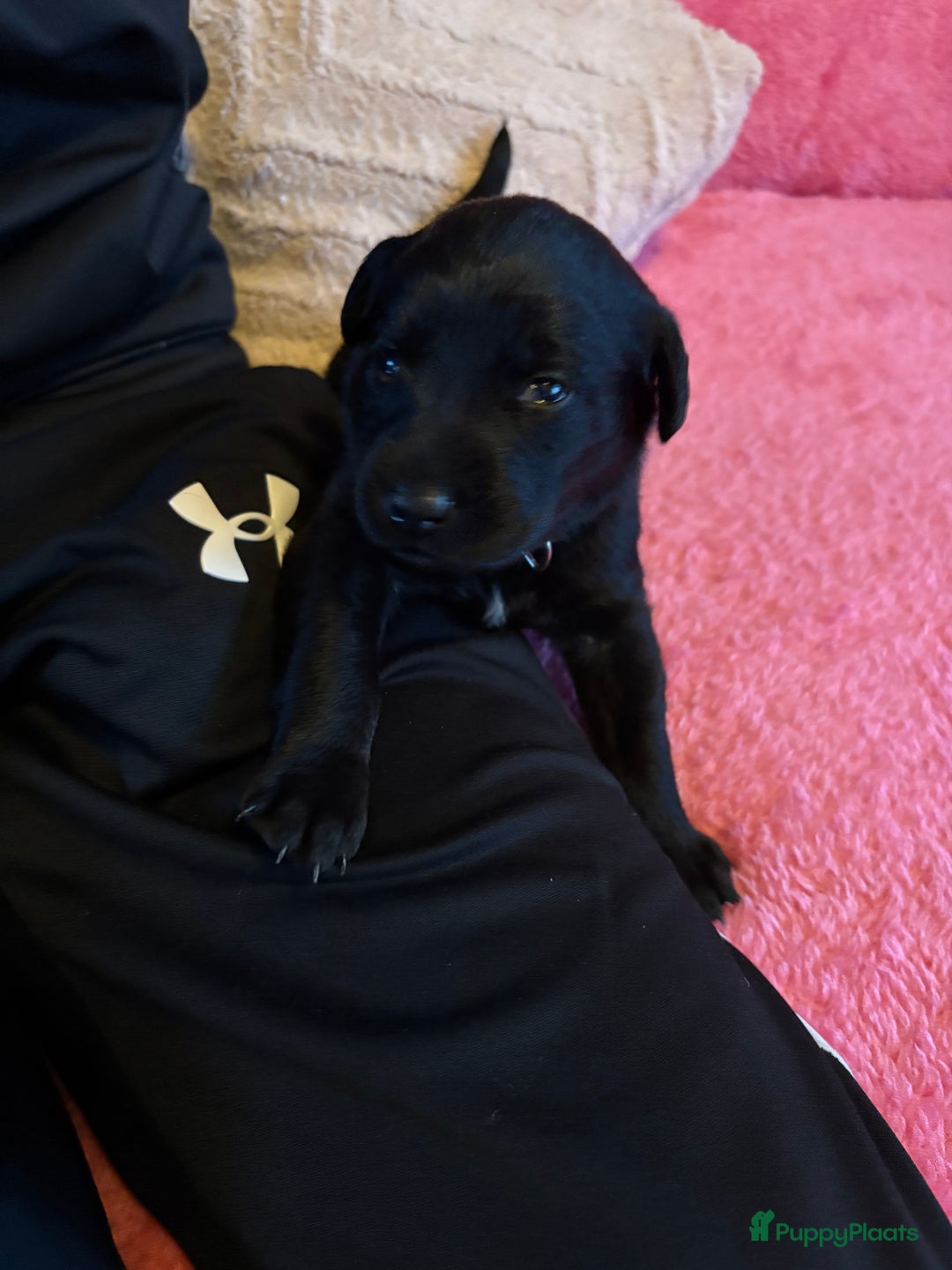 Kruising honden te koop: Labrador puppy’s - Advertentie 30