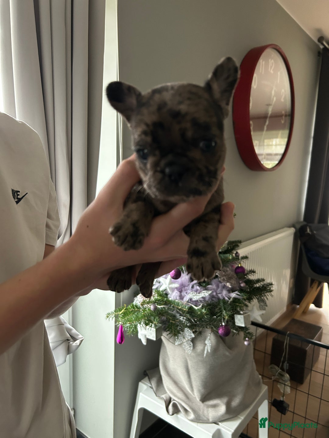 Franse Bulldog honden te koop: Franse bulldog puppy’s  - Advertentie 8