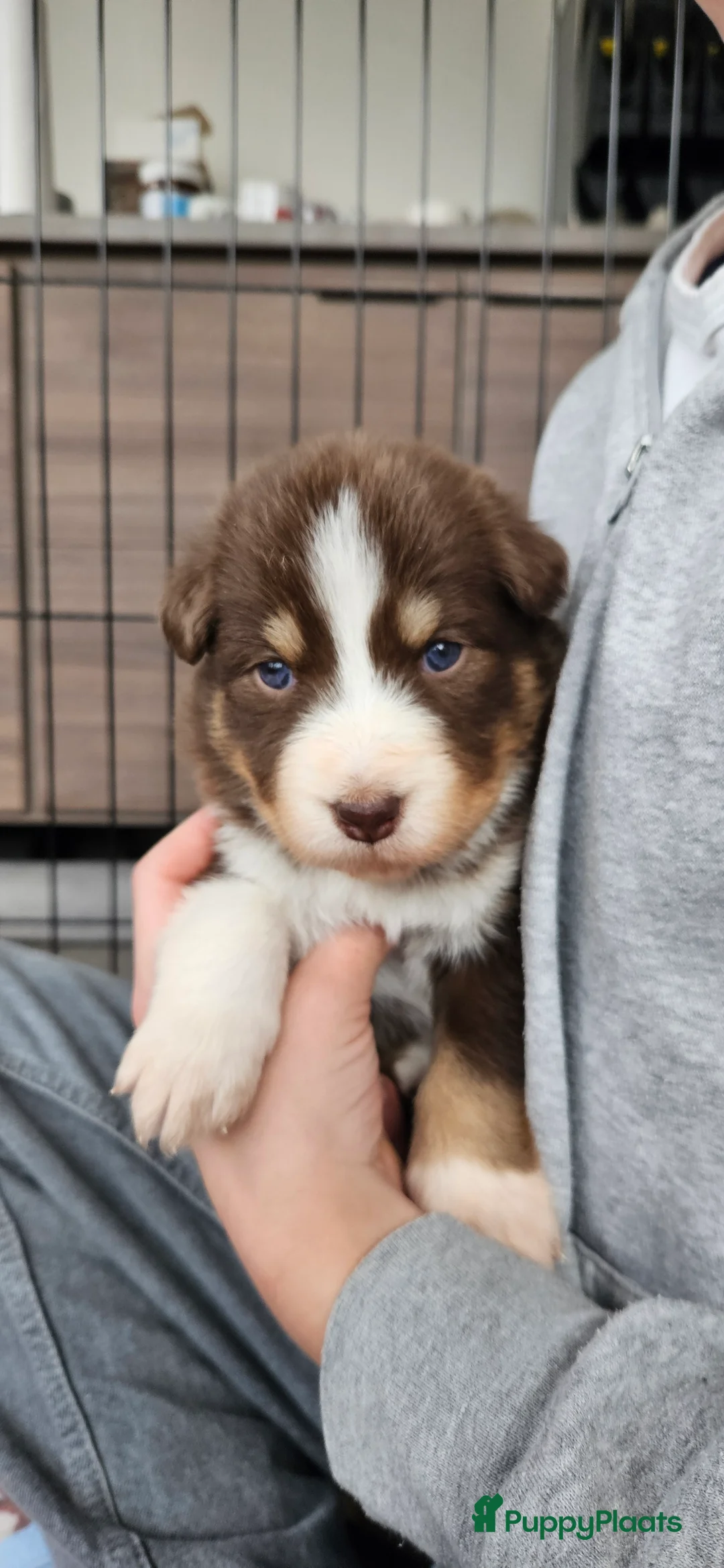 Kruising honden te koop: Prachtige kruising pups - Advertentie 6