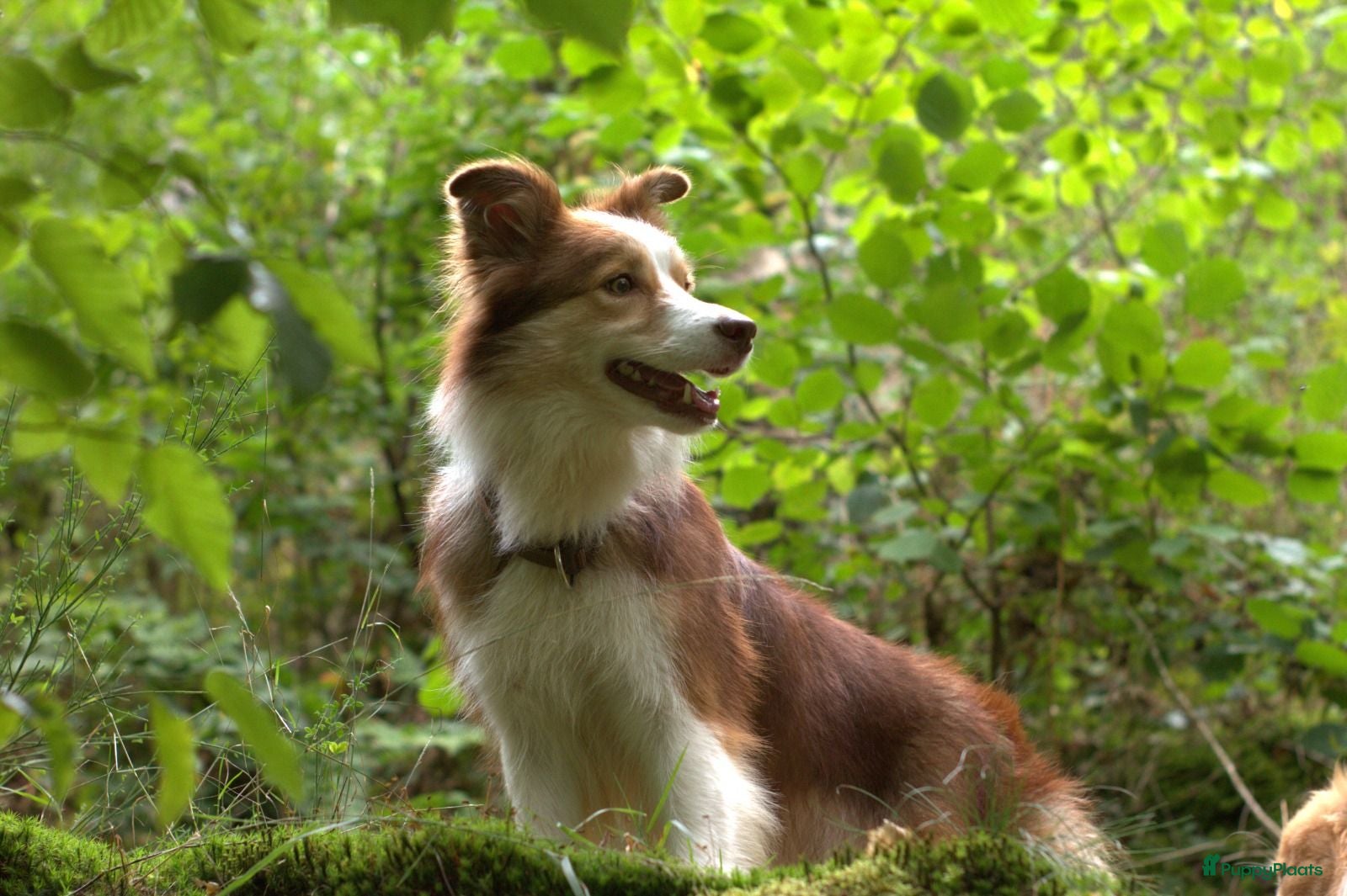 Border Collie honden Border collie pups met FCI stamboom - Advertentie 18