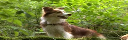 Border Collie honden te koop: Border collie pups met FCI stamboom - Advertentie 1
