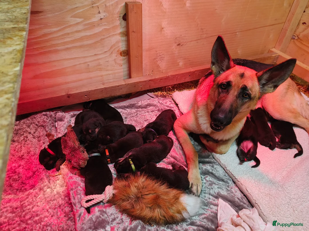 Duitse Herder honden te koop: Prachtige Duitse herder pups * mogen vd week weg * - Advertentie 12