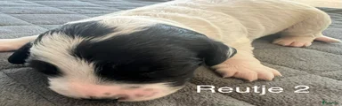 Friese Stabij Puppy 2