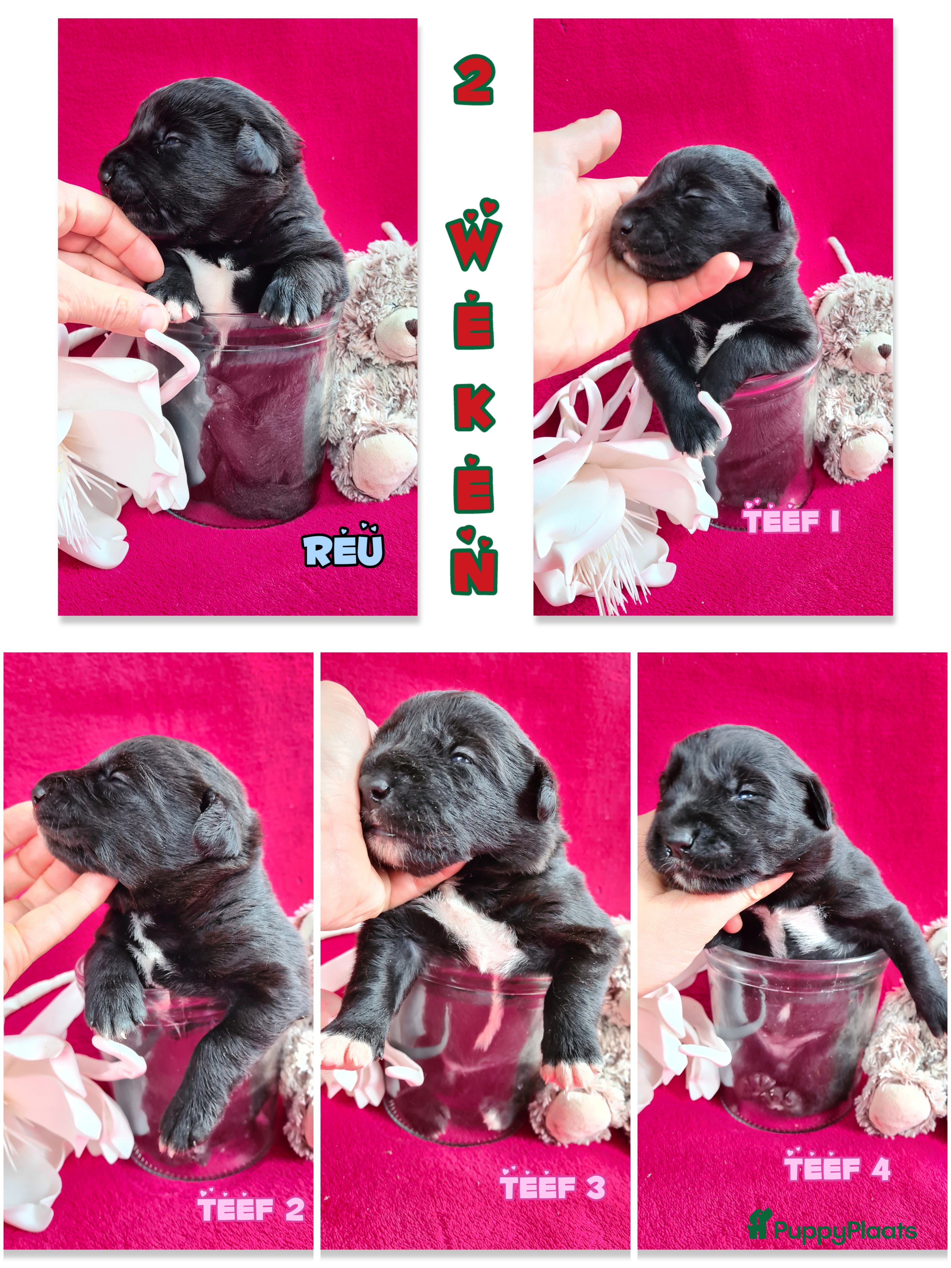 Kruising honden Prachtige F1 Borador pups van Stamboom ouders - Advertentie 2