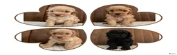 Poedel Toy honden ter dekking: bruin, klein toypoedel dekreutje met drachtecho - Advertentie 5